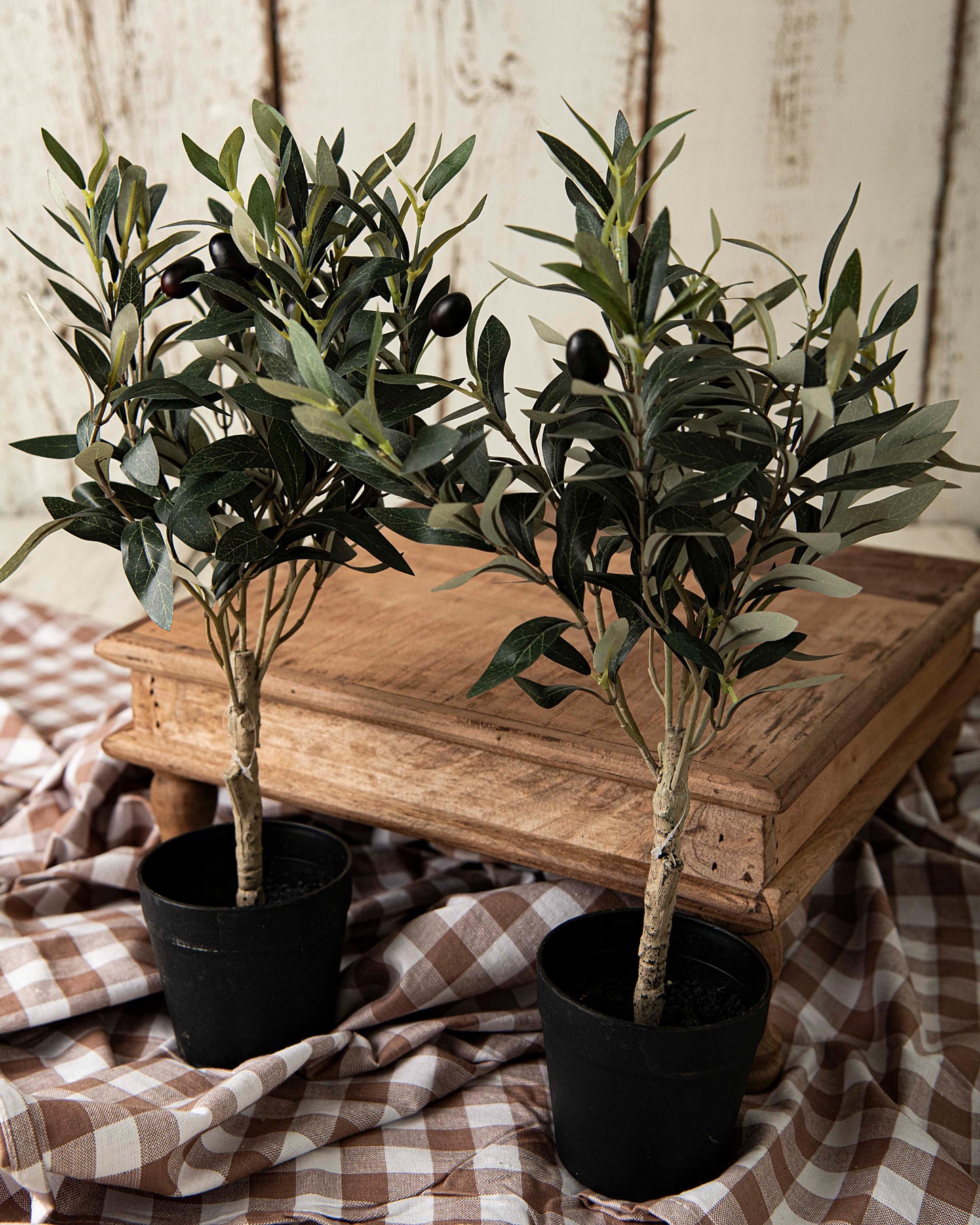 olive tree 50 cm