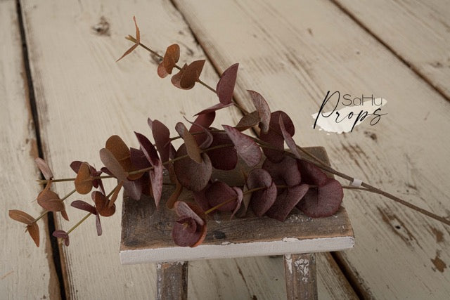 Eukalyptus mauve