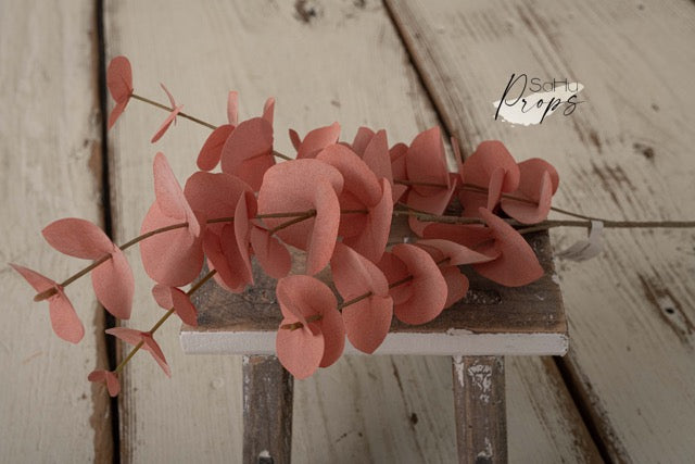Eukalyptus rosa