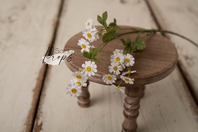 Daisy