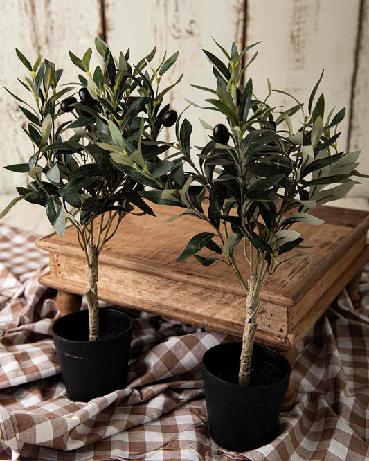 olive tree  50 cm